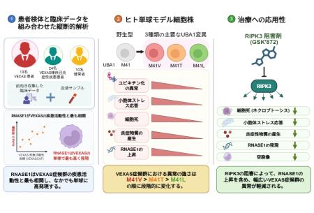 【横浜市立大学】VEXAS症候群の重症度を左右するutf-8