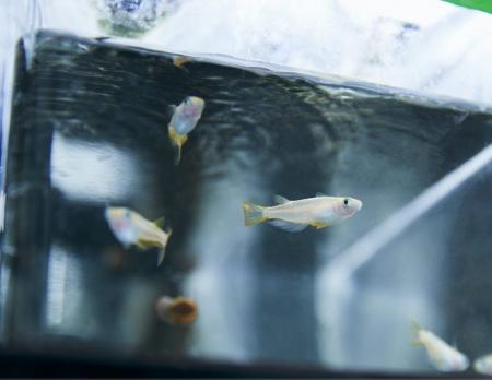 環境中に存在する抗うつ薬 ～ヒトと魚類に対する感受