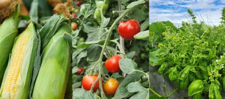 生産者との対話から、地元食材の新しい食べ方を提案あ