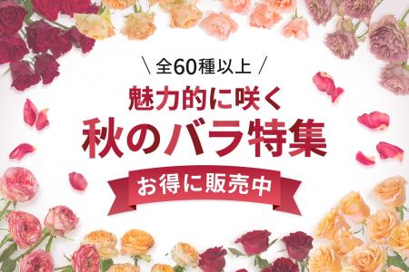【全60種以上】秋バラの販売を9月9日(水)より開始！｜