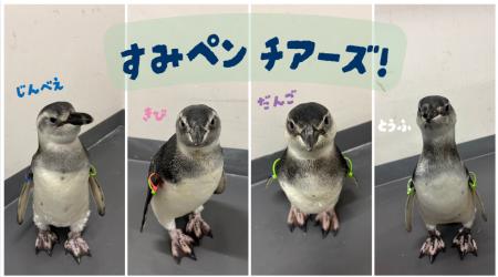 【すみだ水族館】がんばれ、ペンギンのルーキーutf-8