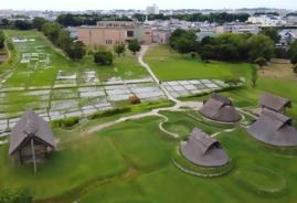 登呂遺跡復元水田にて「赤米収穫体験」を開催!秋風そ 登呂遺跡復元水田にて「赤米収穫体験」を開催!秋風そ