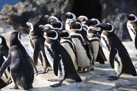 【神戸須磨シーワールド】サメやイルカ、ペンギンなど 【神戸須磨シーワールド】サメやイルカ、ペンギンなど