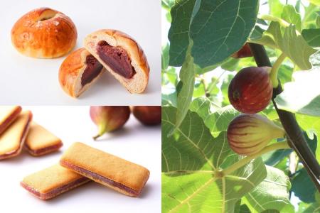 ＜9月9日は「姉崎いちじくの日」＞市原市特産を味わう