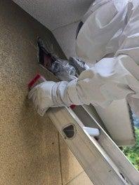 広島・岡山・香川・愛媛へ年間1,500頭のイノシシと向