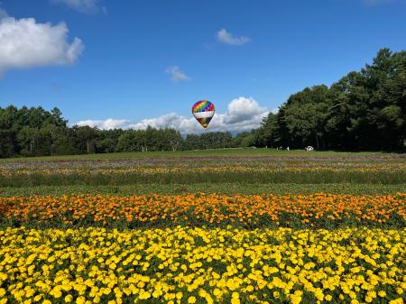 花畑気球体験！10haの花畑と八ヶ岳の絶景を空から満喫