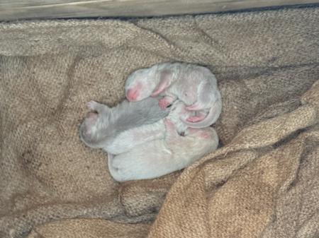 【南知多ビーチランド】コツメカワウソの赤ちゃん4頭