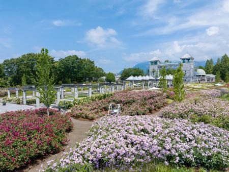 【県内最多5,700株の秋バラ × 初開催！10万輪の花と光