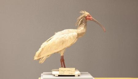 琵琶湖博物館30周年記念企画展示関連セミナー 「日本 琵琶湖博物館30周年記念企画展示関連セミナー 「日本