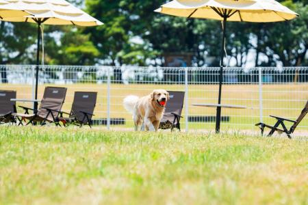 大型犬もOK！大分・国東の海辺のドッグリゾートがドッ