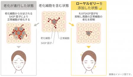 老化細胞から分泌される炎症性物質を抑制 ローヤルゼ 老化細胞から分泌される炎症性物質を抑制 ローヤルゼ