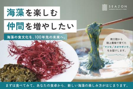 海藻専門店SEASON|希少海藻「マツモ」「タオヤギソウ 海藻専門店SEASON|希少海藻「マツモ」「タオヤギソウ