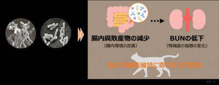 猫の腸内環境改善が腎機能維持に寄与する可能性~ビフ 猫の腸内環境改善が腎機能維持に寄与する可能性~ビフ