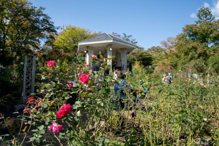 箱根強羅公園「秋のローズガーデン音楽会」を開催！