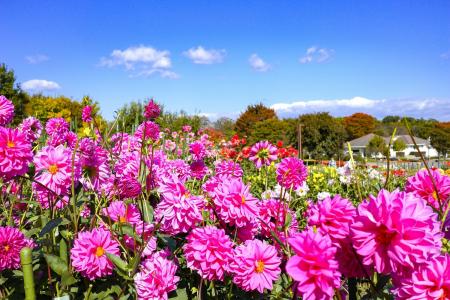 やまと花ごよみ2026「あきいろマルシェin馬見フラワー やまと花ごよみ2026「あきいろマルシェin馬見フラワー