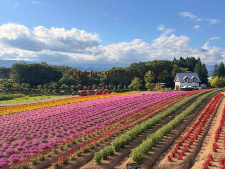 【岐阜・ひるがの高原】シルバーウィークに秋の花畑が 【岐阜・ひるがの高原】シルバーウィークに秋の花畑が
