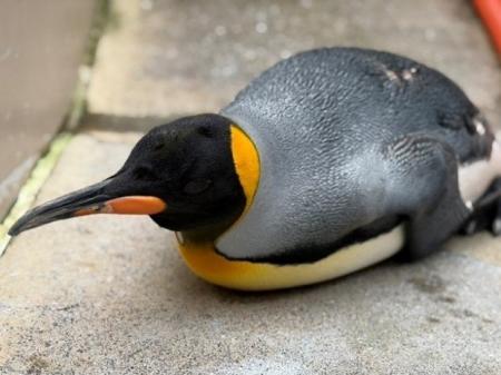 【下田海中水族館】『飼育動物の敬老の日』～長生きの