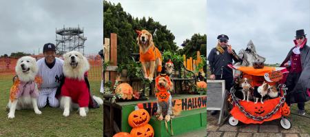 【横須賀最大級】愛犬と一緒にハロウィン仮装パレード