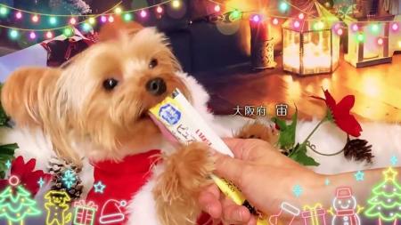 いなばペットフード　クリスマスTVCM出演のわんちゃん