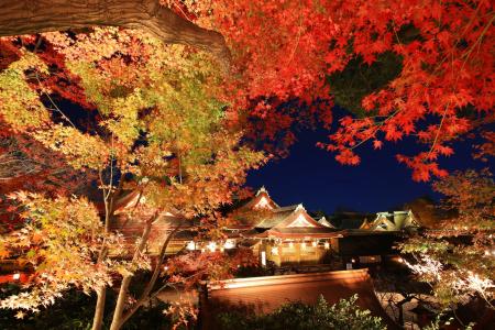 通常非公開の風月殿で芸舞妓鑑賞・呈茶を体験 ～北野