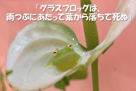第1位は“雨つぶにあたって死んでしまう!?”グラスフロ