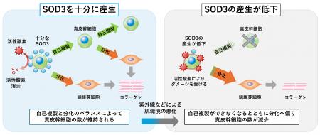 肌の幹細胞が自らを維持するメカニズムを発見　抗酸化
