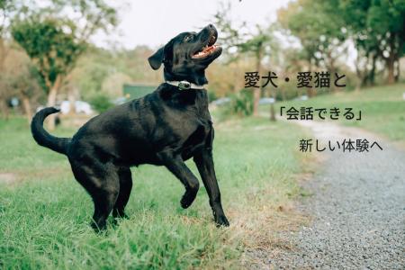 その鳴き声、甘え？それとも不安？犬・猫の気分をAIで