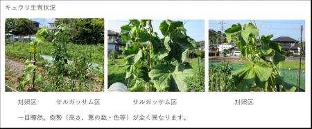 カリブ海に漂着する「サルガッサム」を堆肥化　utf-8