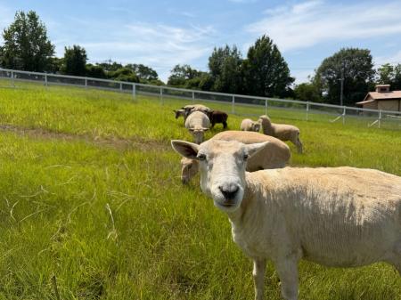 「動物たちのため」のリニューアル【ハーベストの丘】 「動物たちのため」のリニューアル【ハーベストの丘】