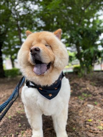 犬用バンダナ型ネッククーラー「もふクール」、楽天市 犬用バンダナ型ネッククーラー「もふクール」、楽天市