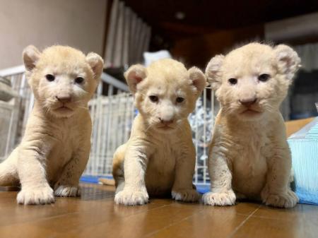 湘南動物プロダクションでホワイトライオンの赤ちゃん 湘南動物プロダクションでホワイトライオンの赤ちゃん