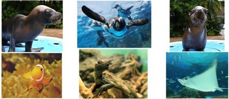 サンシャイン水族館いきものディスカバリー通信vol.28