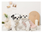 空港初出店「moncheri POPUP STORE」 が第1ターミナル