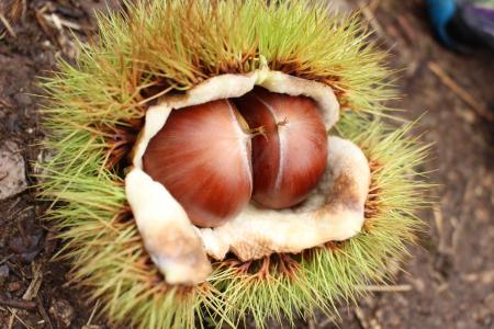 秋の味覚「丹波栗」の季節到来!丹波栗フェアで丹波栗 秋の味覚「丹波栗」の季節到来!丹波栗フェアで丹波栗