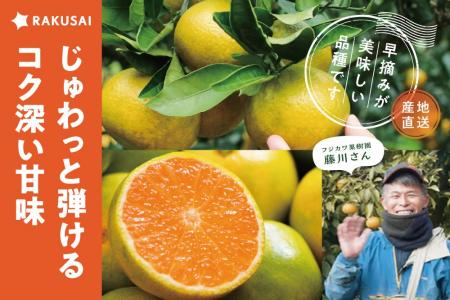 早摘みが美味しい!フジカワ果樹園さんの『ゆら早生み 早摘みが美味しい!フジカワ果樹園さんの『ゆら早生み
