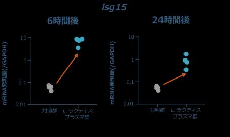 「L.ラクティス プラズマ」の経鼻接種により上気道に 「L.ラクティス プラズマ」の経鼻接種により上気道に