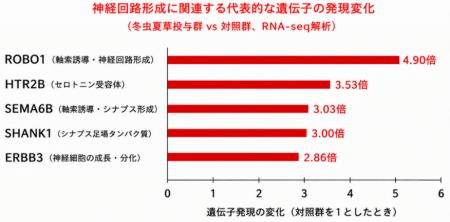 伝統的薬用素材である冬虫夏草が脳内の神経回路形成と 伝統的薬用素材である冬虫夏草が脳内の神経回路形成と