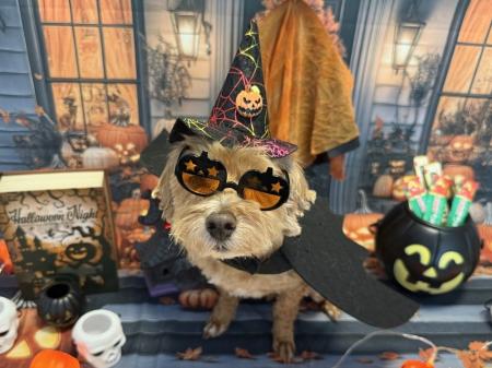 いなばペットフード　わんちゃん・猫ちゃんとの「ハロ