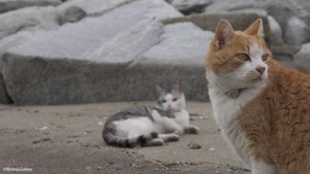 看板猫に野良猫、旅先で偶然出会った猫たちを訪ねるシ
