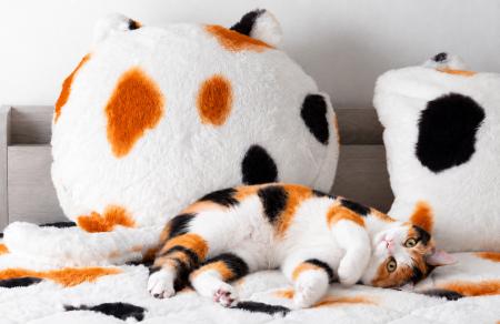 累計販売3.8万突破の『もはや、ねこ。』に“三毛猫”登