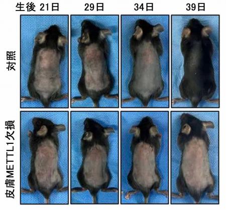 RNAの化学修飾が毛の生え変わりを制御するしくみを解
