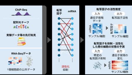 転写因子抑制による細胞変化を予測する手法を開発―転