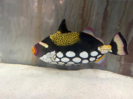 【南知多ビーチランド】南の海から珍客!三河湾で捕獲 【南知多ビーチランド】南の海から珍客!三河湾で捕獲