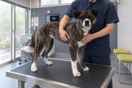 犬の口腔内悪性黒色腫（メラノーマ）に対する抗イヌPD