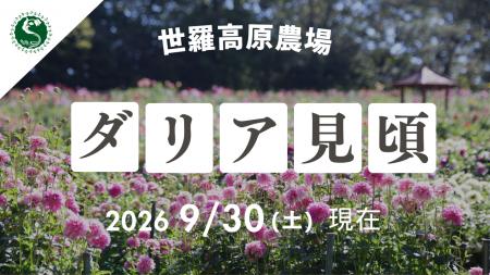 【広島／世羅】ダリアが見頃です　ダリアとガーデンマ