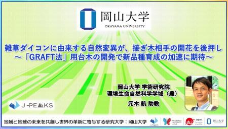【岡山大学】雑草ダイコンに由来する自然変異が、接ぎ