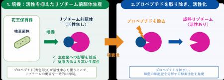 花王、細菌由来の多様なリゾチームの高効率生産技術を