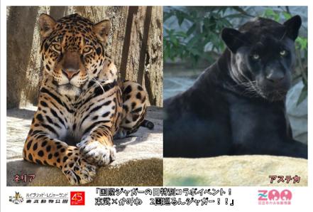 「国際ジャガーの日特別コラボイベント！
東武×utf-8