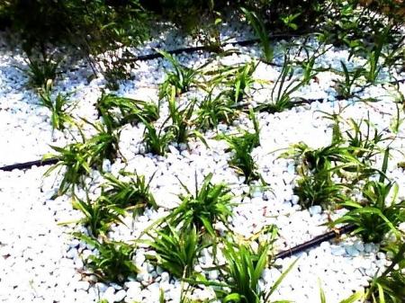 ゲリラ豪雨と猛暑に強く、子どもやペットにやさしいま ゲリラ豪雨と猛暑に強く、子どもやペットにやさしいま