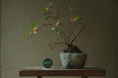 WA Collection 第4弾。“落ちないピアス”「Baqless（バ